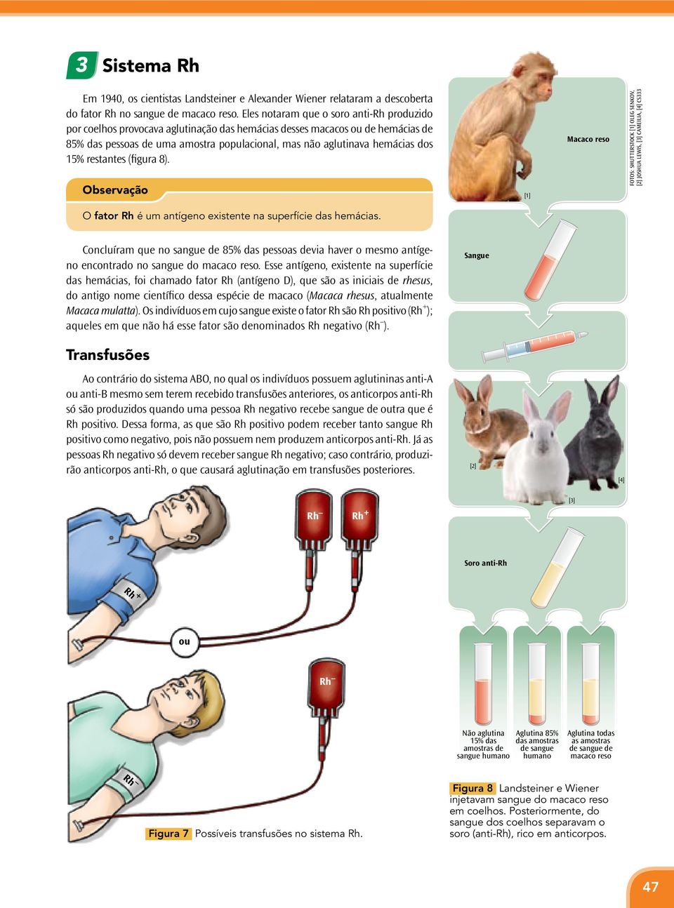 5% restantes (figura 8). Observação [] Macaco reso FOTOS: SHUTTERSTOCK [] OLEG SENKOV, [] JOSHUA LEWIS, [] CAMEILIA, [] CS O fator Rh é um antígeno existente na superfície das hemácias.