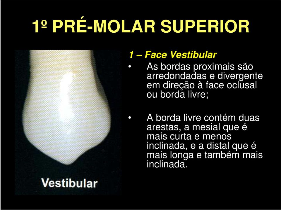 livre contém duas arestas, a mesial que é mais curta e menos