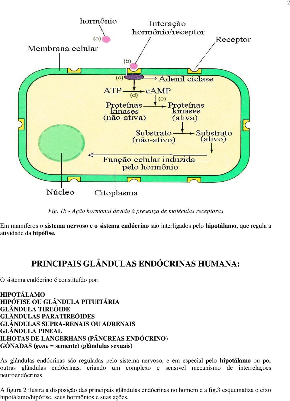 GLÂNDULA PINEAL ILHOTAS DE LANGERHANS (PÂNCREAS ENDÓCRINO) GÔNADAS (gone = semente) (glândulas sexuais) As glândulas endócrinas são reguladas pelo sistema nervoso, e em especial pelo hipotálamo ou