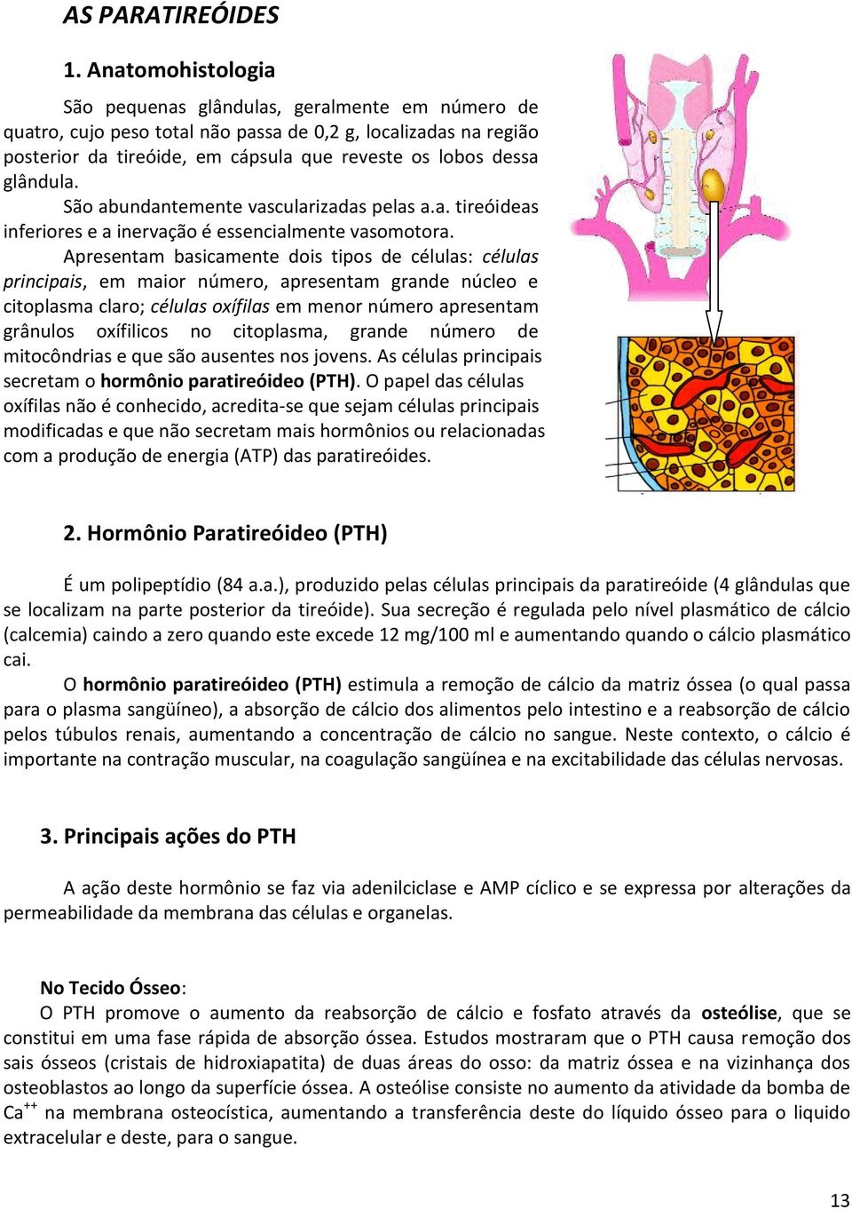 glândula. São abundantemente vascularizadas pelas a.a. tireóideas inferiores e a inervação é essencialmente vasomotora.