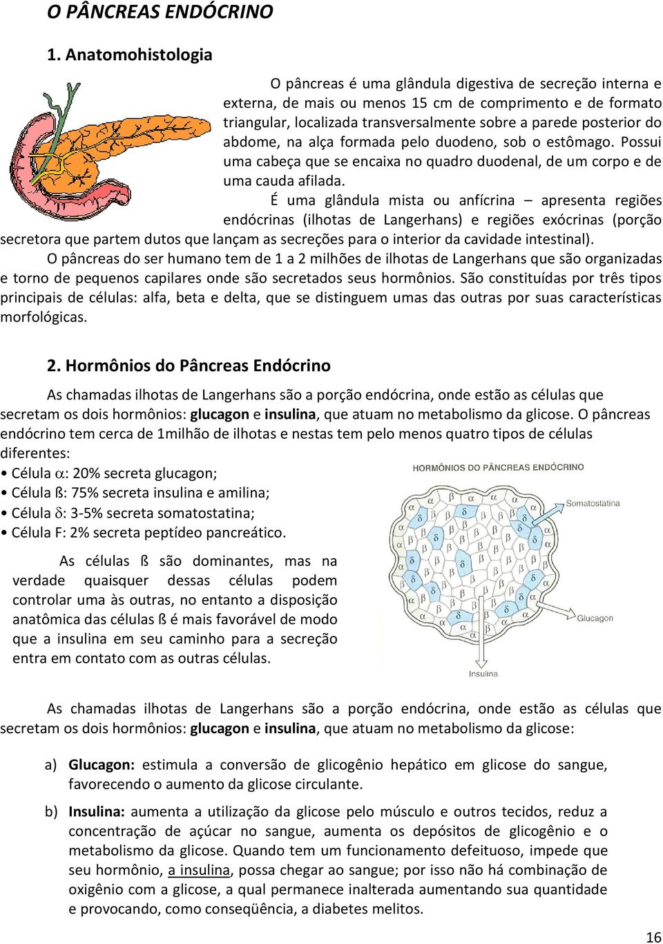 posterior do abdome, na alça formada pelo duodeno, sob o estômago. Possui uma cabeça que se encaixa no quadro duodenal, de um corpo e de uma cauda afilada.