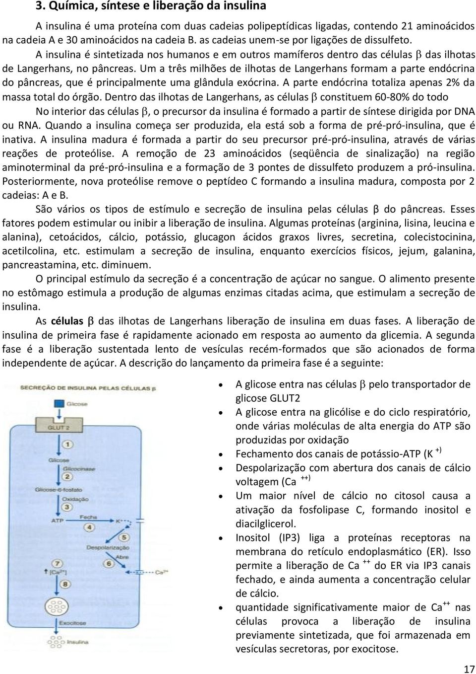 Um a três milhões de ilhotas de Langerhans formam a parte endócrina do pâncreas, que é principalmente uma glândula exócrina. A parte endócrina totaliza apenas 2% da massa total do órgão.