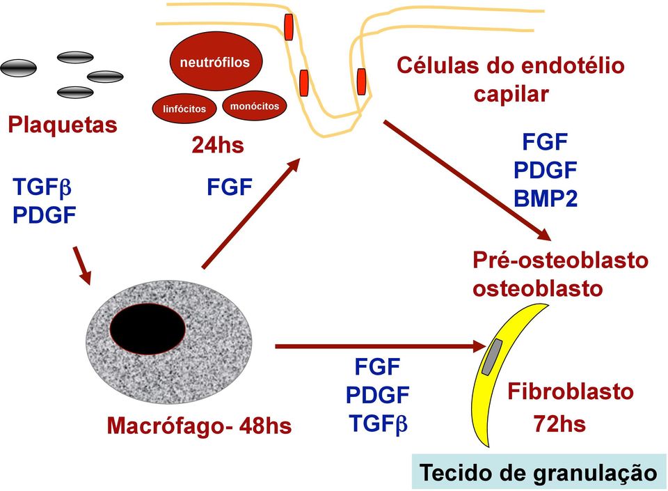 FGF PDGF BMP2 Pré-osteoblasto osteoblasto