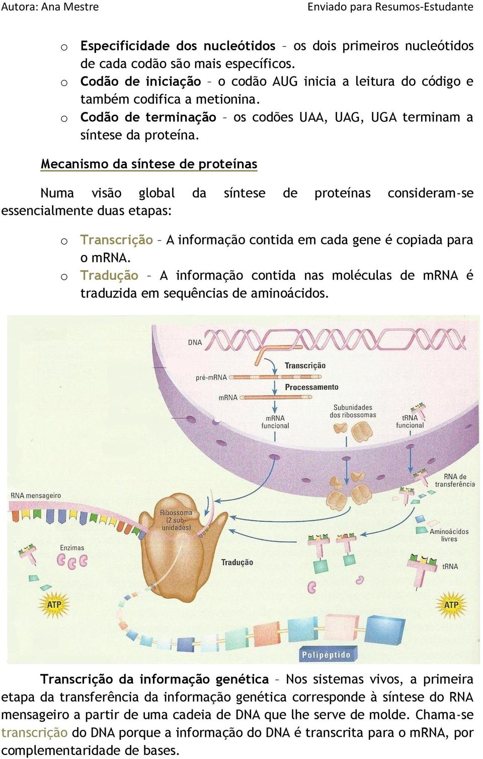 Mecanismo da síntese de proteínas Numa visão global da síntese de proteínas consideram-se essencialmente duas etapas: o Transcrição A informação contida em cada gene é copiada para o mrna.