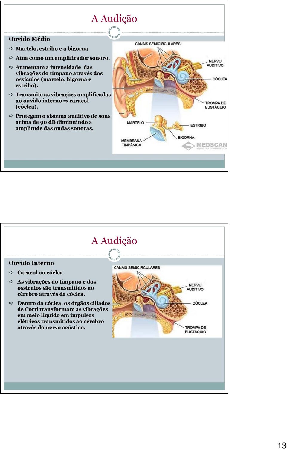 Transmite as vibrações amplificadas ao ouvido interno caracol (cóclea).