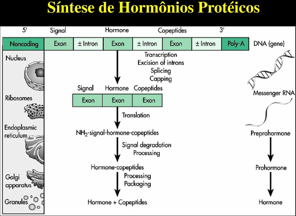 Hormônios