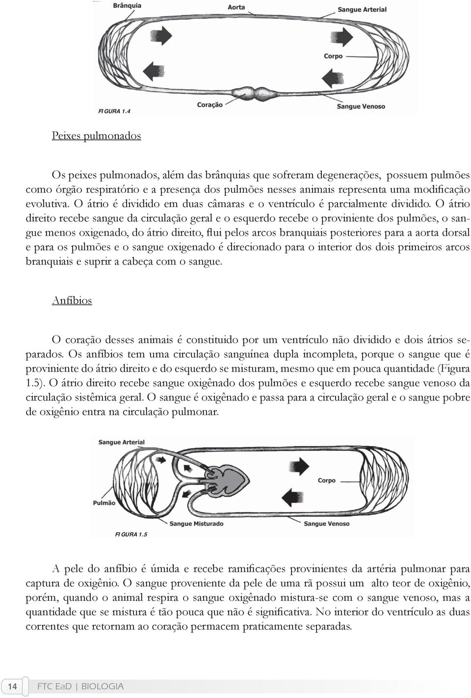 evolutiva. O átrio é dividido em duas câmaras e o ventrículo é parcialmente dividido.