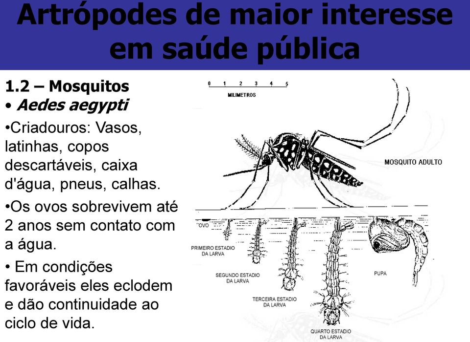 descartáveis, caixa d'água, pneus, calhas.