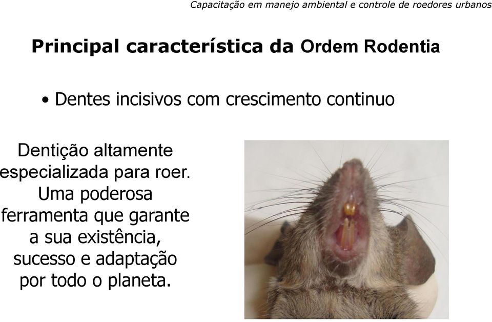 crescimento continuo Dentição altamente especializada para roer.