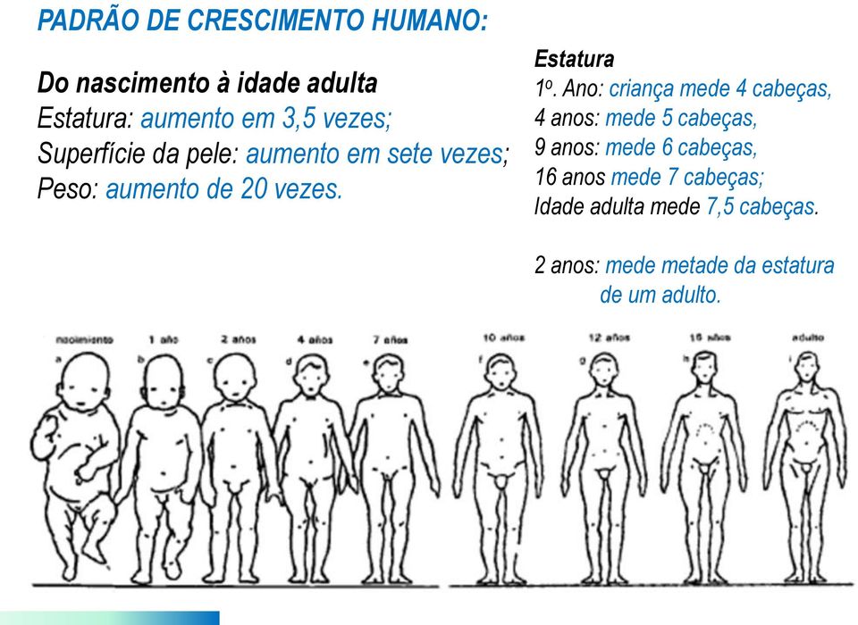 Estatura 1 o.