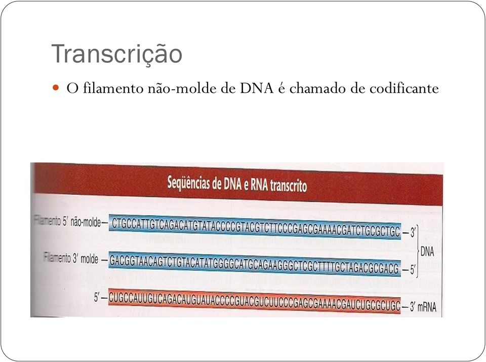 não-molde de DNA