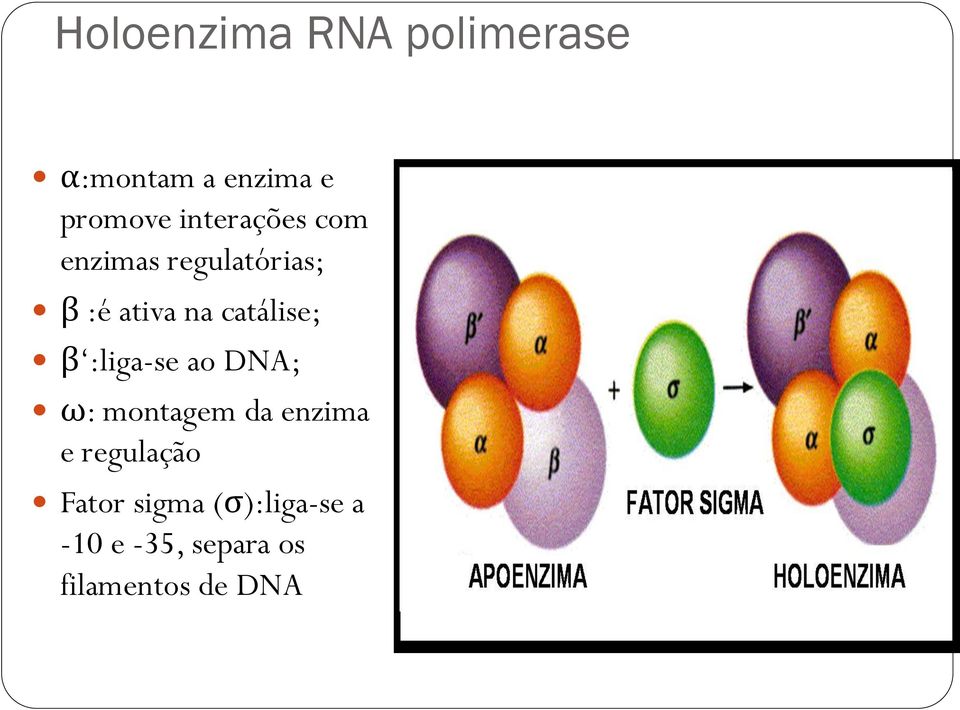 catálise; β :liga-se ao DNA; ω: montagem da enzima e