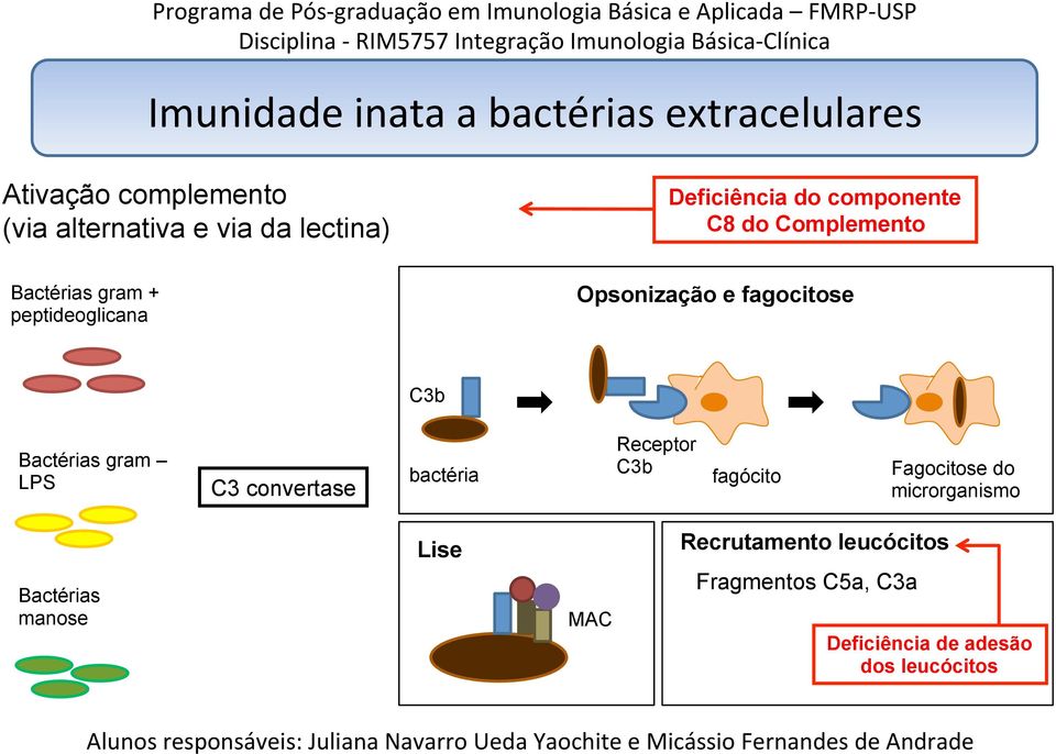 fagocitose C3b Bactérias gram LPS C3 convertase bactéria Receptor C3b fagócito Fagocitose do