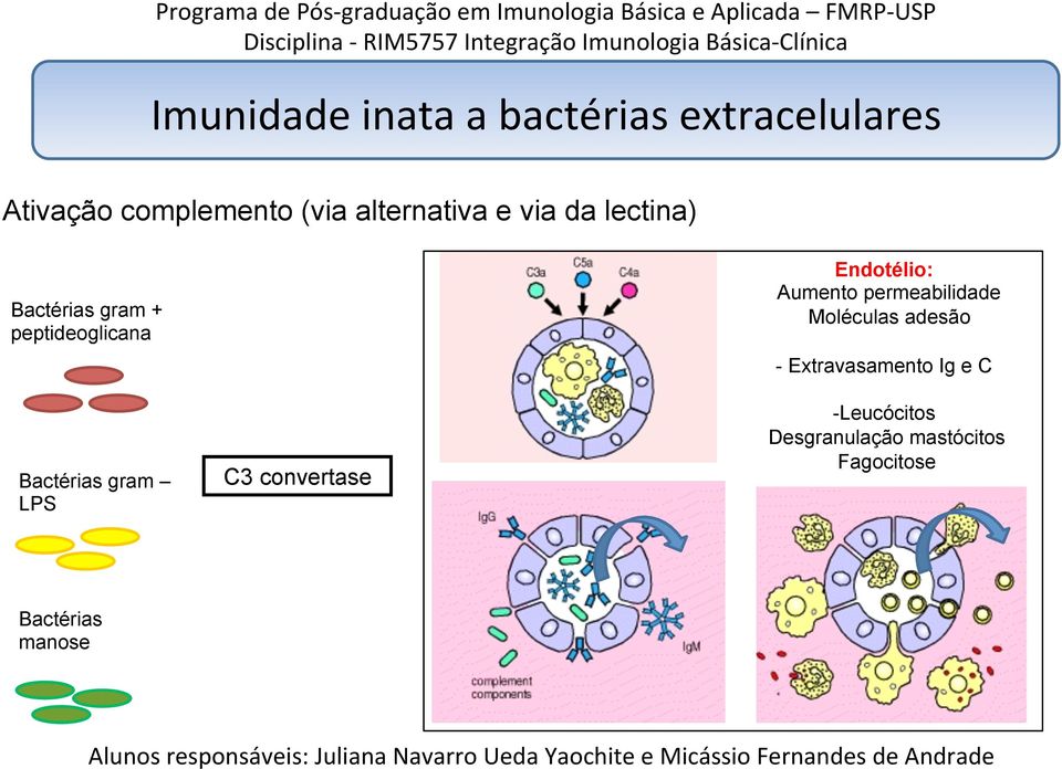 gram LPS C3 convertase Endotélio: Aumento permeabilidade Moléculas adesão -