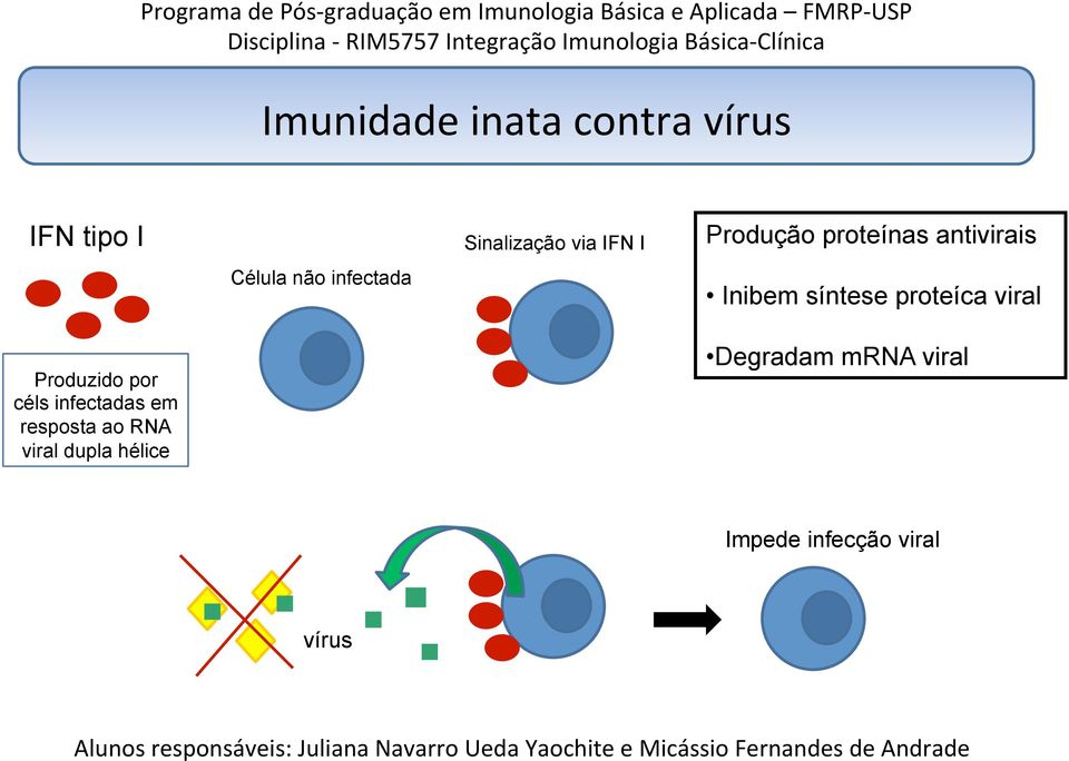 infectada Sinalização via IFN I Produção proteínas antivirais