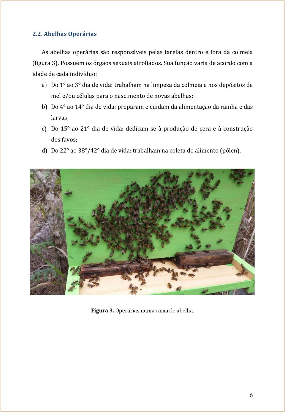 para o nascimento de novas abelhas; b) Do 4 ao 14 dia de vida: preparam e cuidam da alimentação da rainha e das larvas; c) Do 15 ao 21 dia de vida: