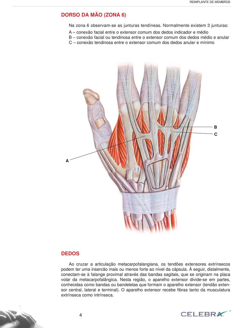 entre o extensor comum dos dedos anular e mínimo B C A DEDOS Ao cruzar a articulação metacarpofalangiana, os tendões extensores extrínsecos podem ter uma insercão mais ou menos forte ao nível da