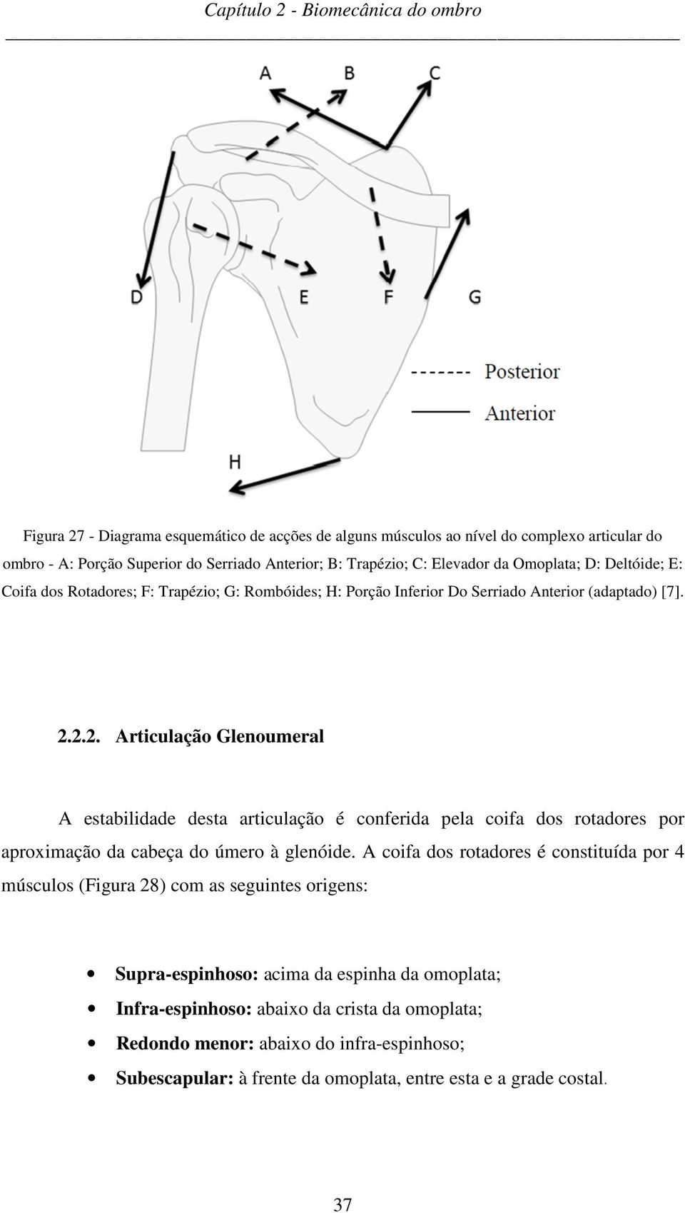 2.2. Articulação Glenoumeral A estabilidade desta articulação é conferida pela coifa dos rotadores por aproximação da cabeça do úmero à glenóide.