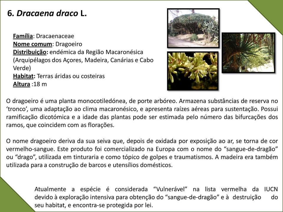 dragoeiro é uma planta monocotiledónea, de porte arbóreo. Armazena substâncias de reserva no tronco, uma adaptação ao clima macaronésico, e apresenta raízes aéreas para sustentação.