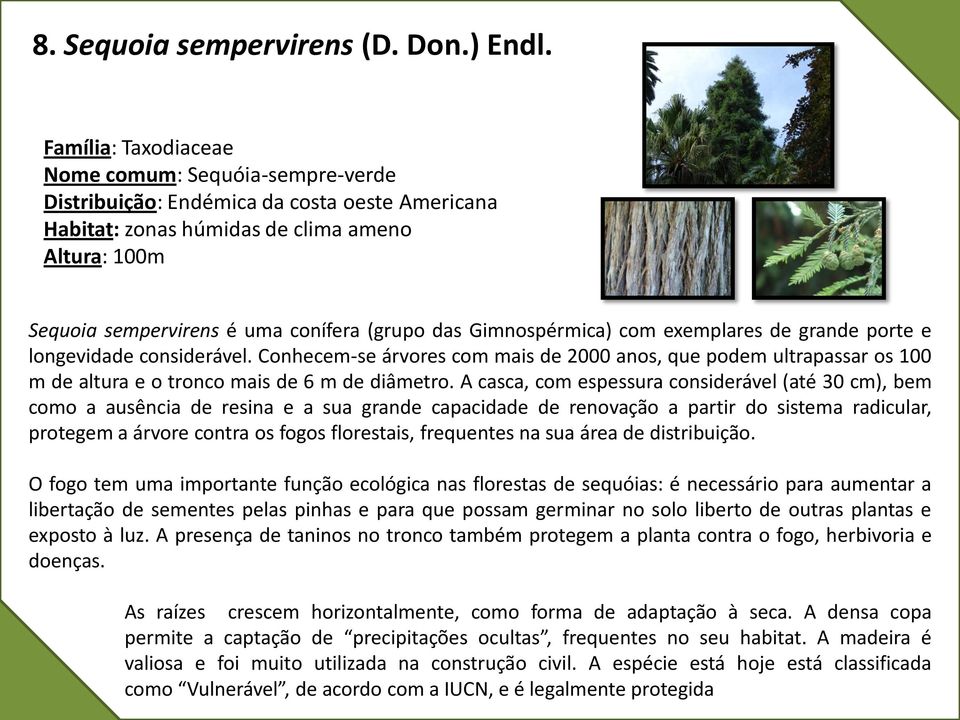 Gimnospérmica) com exemplares de grande porte e longevidade considerável. Conhecem-se árvores com mais de 2000 anos, que podem ultrapassar os 100 m de altura e o tronco mais de 6 m de diâmetro.