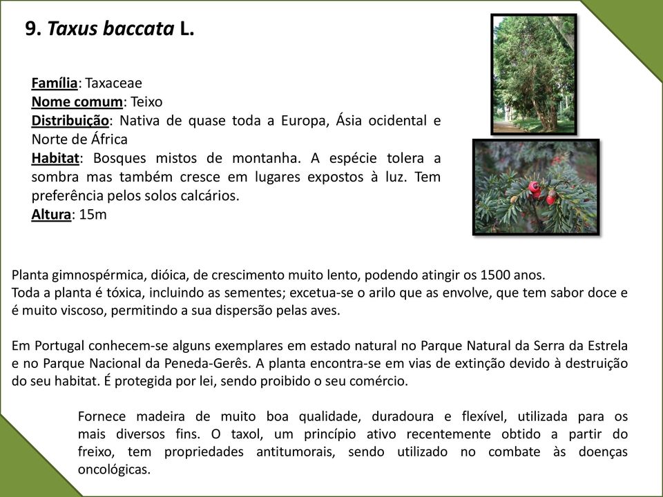 Altura: 15m Planta gimnospérmica, dióica, de crescimento muito lento, podendo atingir os 1500 anos.