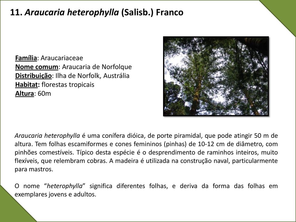 heterophylla é uma conífera dióica, de porte piramidal, que pode atingir 50 m de altura.