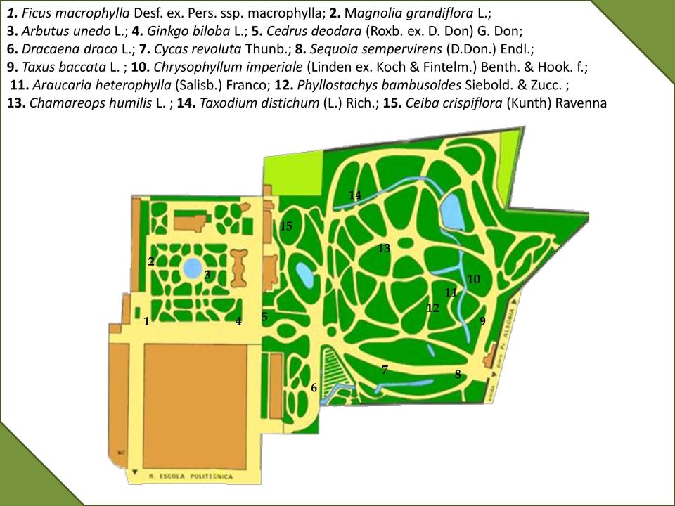Taxus baccata L. ; 10. Chrysophyllum imperiale (Linden ex. Koch & Fintelm.) Benth. & Hook. f.; 11. Araucaria heterophylla (Salisb.) Franco; 12.