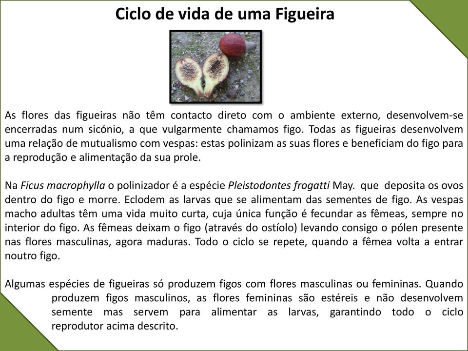 Na Ficus macrophylla o polinizador é a espécie Pleistodontes frogatti May. que deposita os ovos dentro do figo e morre. Eclodem as larvas que se alimentam das sementes de figo.