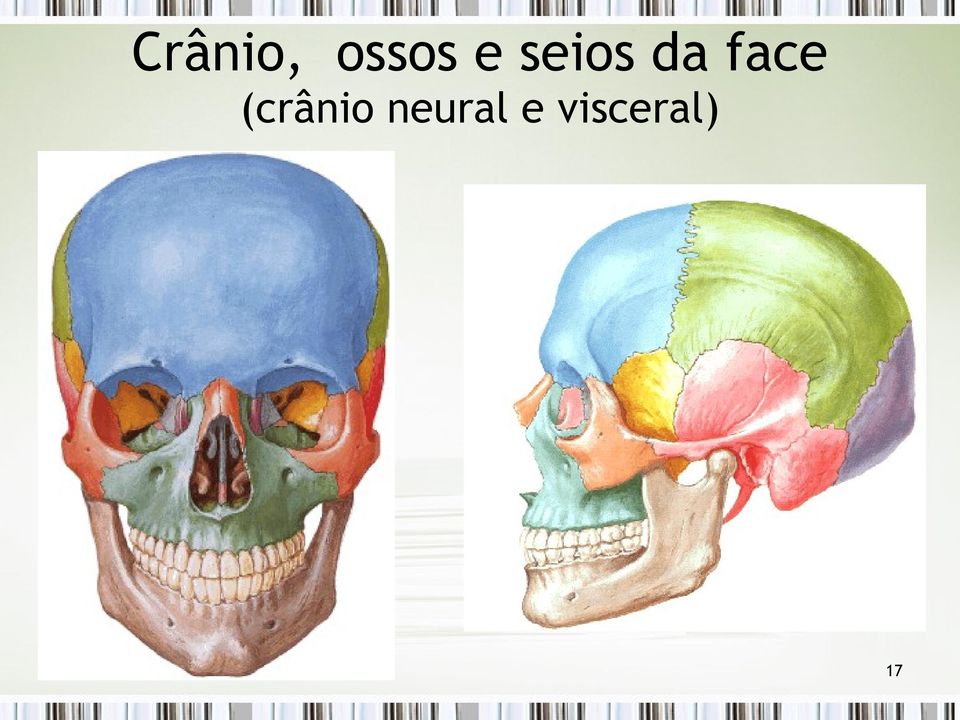 face (crânio