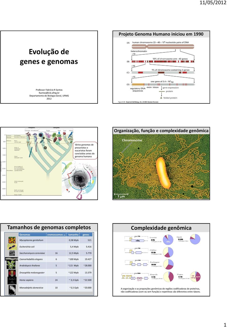 completos Genomas cromossomos (N) tamanho genes Complexidade genômica Mycoplasma genitalium 0,58 Mpb 521 Escherichia coli 5,4 Mpb 5.416 Saccharomyces cerevisiae 16 12,5 Mpb 5.