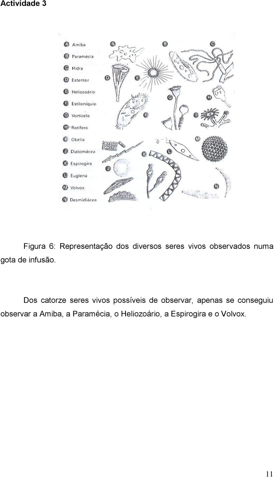 Dos catorze seres vivos possíveis de observar, apenas se