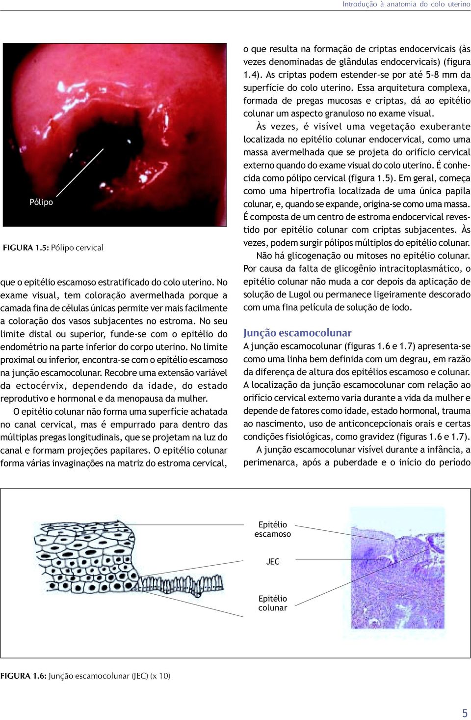 No seu limite distal ou superior, funde-se com o epitélio do endométrio na parte inferior do corpo uterino. No limite proximal ou inferior, encontra-se com o epitélio escamoso na junção escamocolunar.