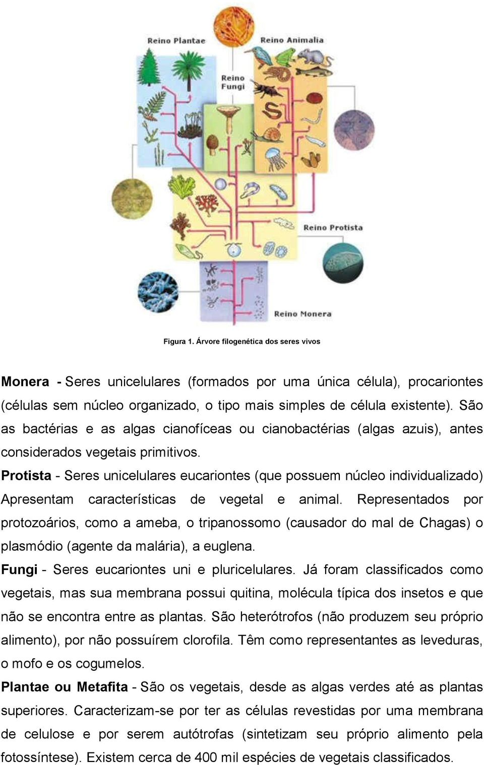 Protista - Seres unicelulares eucariontes (que possuem núcleo individualizado) Apresentam características de vegetal e animal.