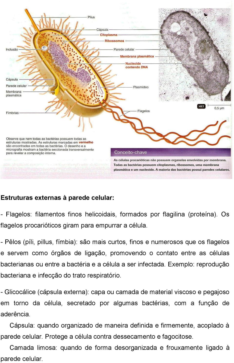 ser infectada. Exemplo: reprodução bacteriana e infecção do trato respiratório.