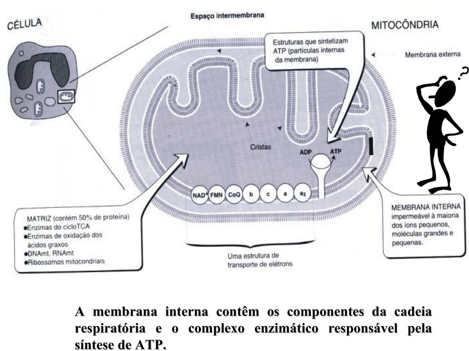 respiratória e o complexo