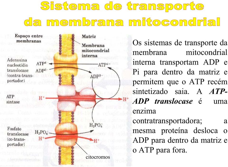 sintetizado saia.