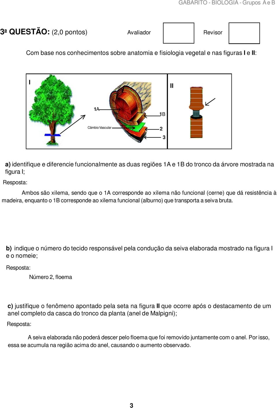 1B corresponde ao xilema funcional (alburno) que transporta a seiva bruta.