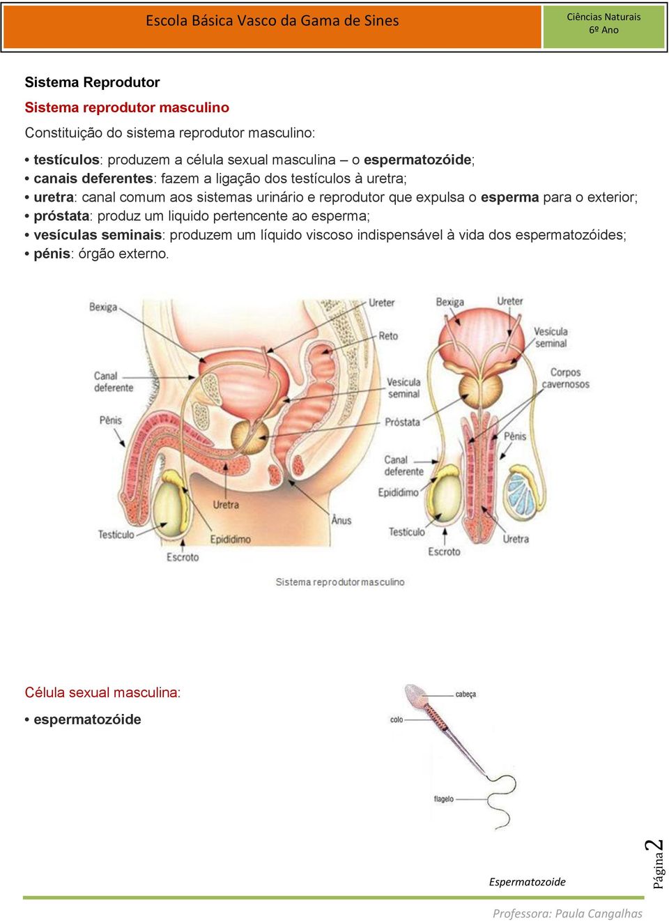 urinário e reprodutor que expulsa o esperma para o exterior; próstata: produz um liquido pertencente ao esperma; vesículas seminais: