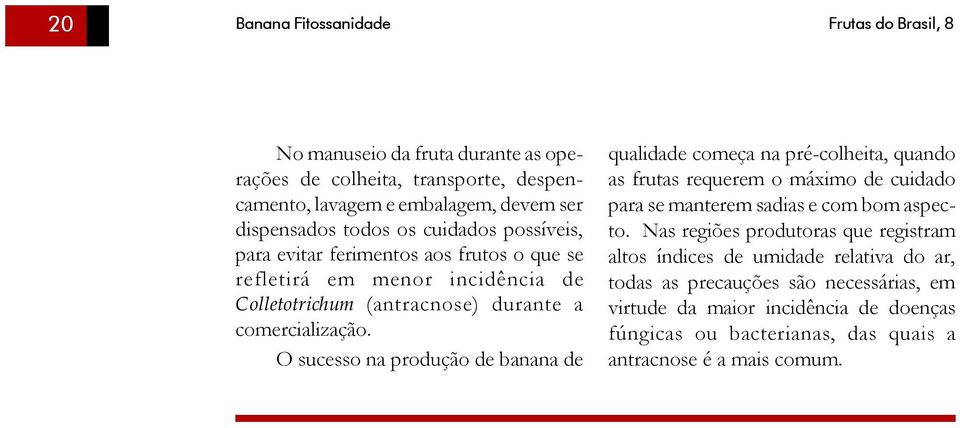 O sucesso na produção de banana de qualidade começa na pré-colheita, quando as frutas requerem o máximo de cuidado para se manterem sadias e com bom aspecto.