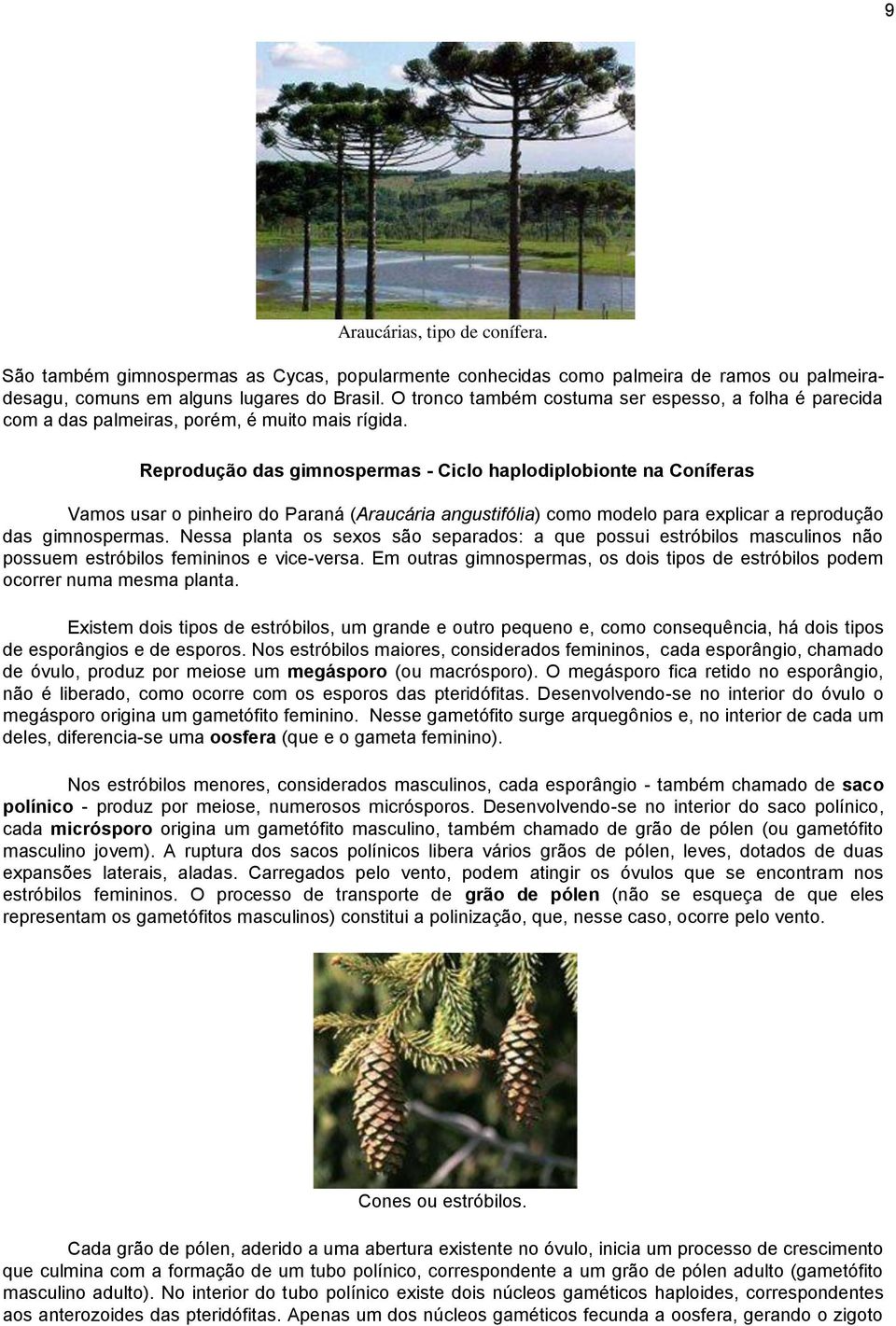 Reprodução das gimnospermas - Ciclo haplodiplobionte na Coníferas Vamos usar o pinheiro do Paraná (Araucária angustifólia) como modelo para explicar a reprodução das gimnospermas.