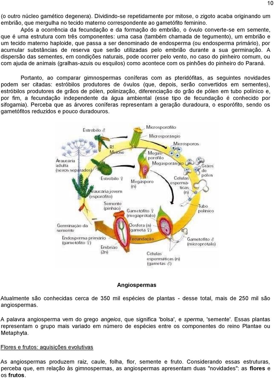 materno haploide, que passa a ser denominado de endosperma (ou endosperma primário), por acumular substâncias de reserva que serão utilizadas pelo embrião durante a sua germinação.