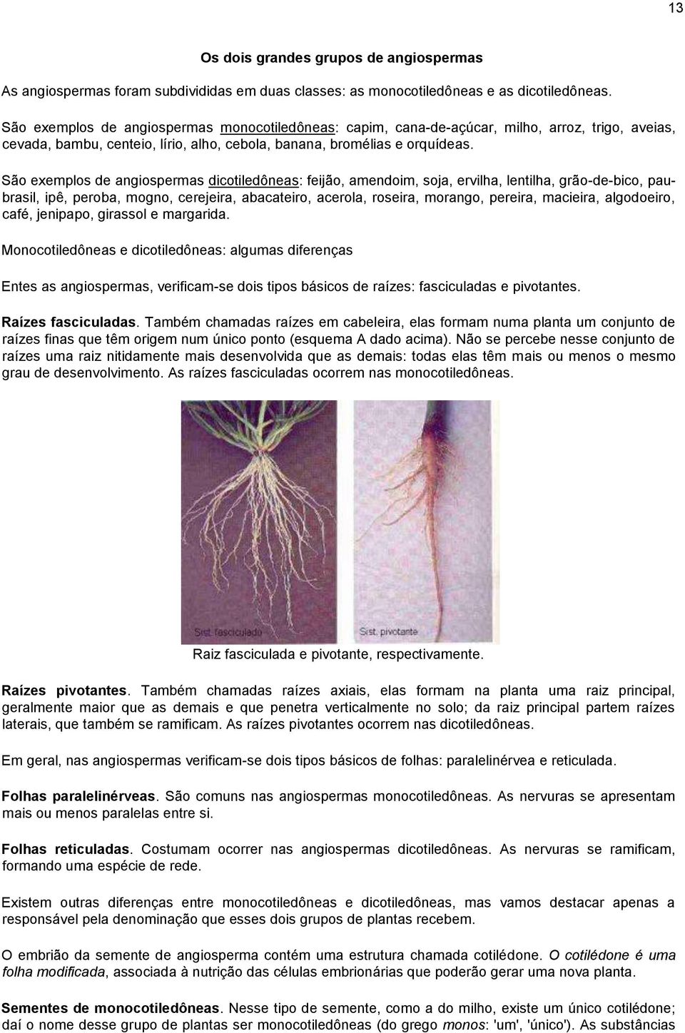 São exemplos de angiospermas dicotiledôneas: feijão, amendoim, soja, ervilha, lentilha, grão-de-bico, paubrasil, ipê, peroba, mogno, cerejeira, abacateiro, acerola, roseira, morango, pereira,