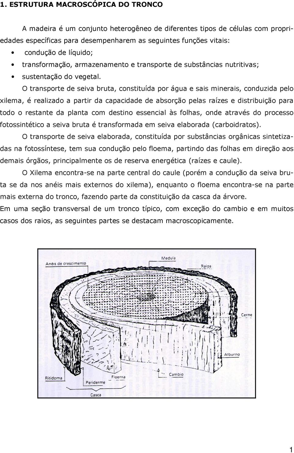 O transporte de seiva bruta, constituída por água e sais minerais, conduzida pelo xilema, é realizado a partir da capacidade de absorção pelas raízes e distribuição para todo o restante da planta com