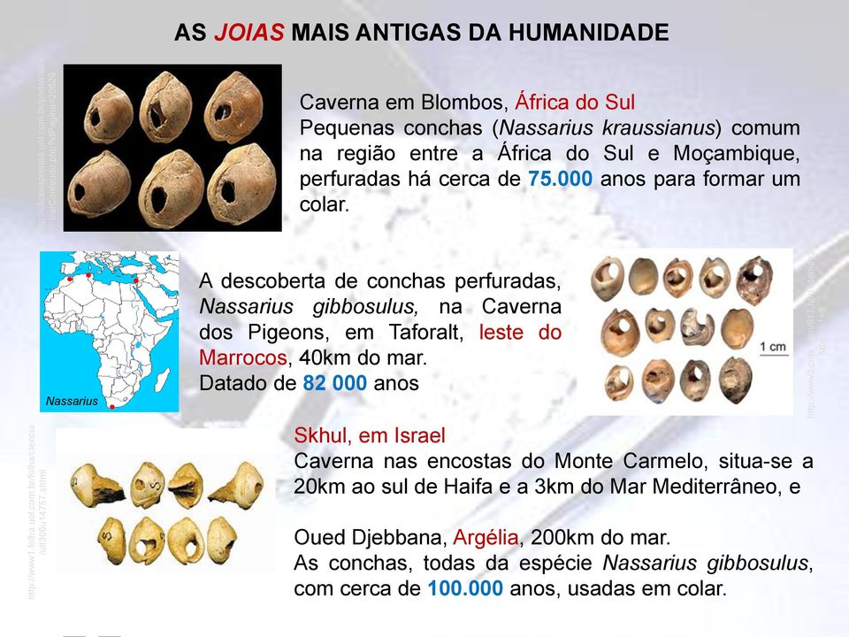 de 75.000 anos para formar um colar. Nassarius A descoberta de conchas perfuradas, Nassarius gibbosulus, na Caverna dos Pigeons, em Taforalt, leste do Marrocos, 40km do mar.