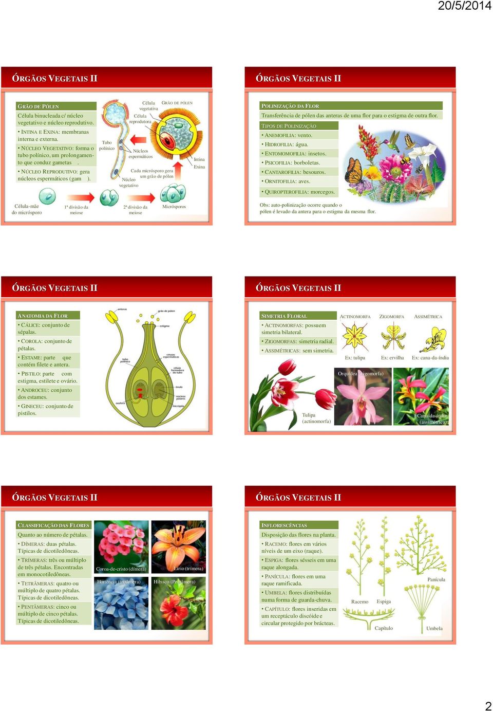 Tubo polínico Célula GRÃO DE PÓLEN vegetativa Célula reprodutora Núcleos espermáticos Cada micrósporo gera um grão de pólen Núcleo vegetativo Intina Exina POLINIZAÇÃO DA FLOR Transferência de pólen