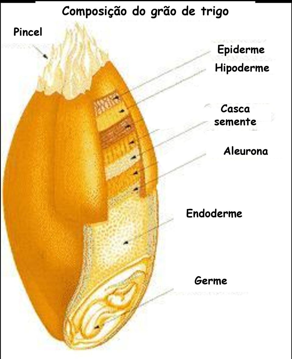 Hipoderme Casca