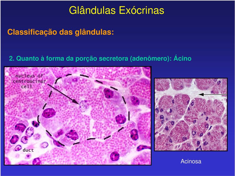 Quanto à forma da porção