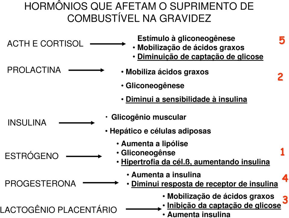 LACTOGÊNIO PLACENTÁRIO Glicogênio muscular Hepático e células adiposas Aumenta a lipólise Gliconeogênse Hipertrofia da cél.