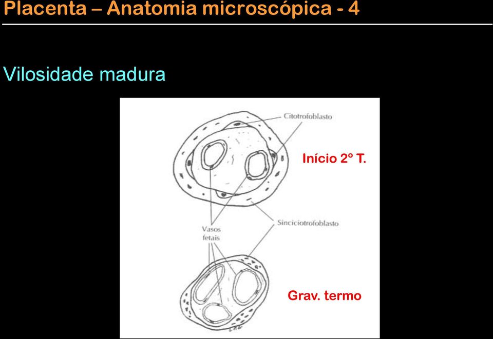 Vilosidade madura