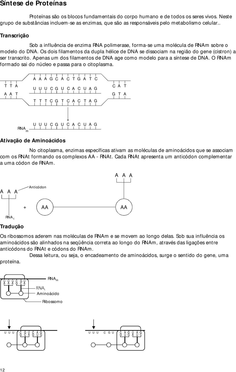 Os dois filamentos da dupla hélice de DNA se dissociam na região do gene (cistron) a ser transcrito. Apenas um dos filamentos de DNA age como modelo para a síntese de DNA.